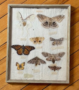 lot 67 image: Vintage Framed Taxidermy Butterflies and Moths