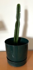 lot 82 image: Real Cactus Plant