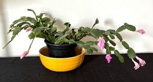 lot 92 image: Christmas Cactus in a Halls for Hot Point Refrigerators Bowl