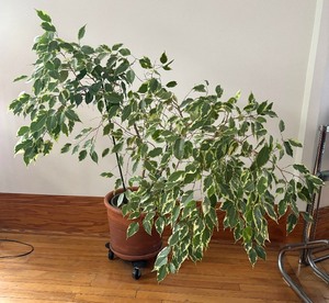 lot 35 image: Potted Ficus House Plant