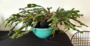 lot 98 image: Christmas Cactus in a Vintage Bauer Ringware Bowl