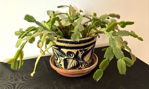 lot 130 image: Christmas Cactus Plant