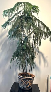 lot 131 image: Norfolk Pine Plant