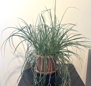 lot 44 image: Pretty Plant