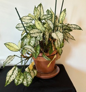 lot 231 image: Aglaonema First Diamond House Plant