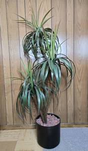 lot 213 image: Artificial Dracaena Plant in Black Pot