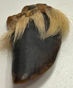 lot 305 image: Antique Carved DEER DEW CLAW Native American Necklace Pendant
