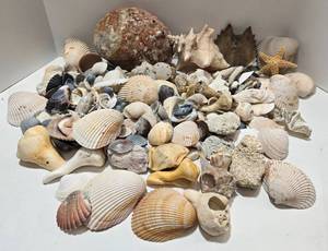 lot 236 image: Huge Collection of Shells Abalone, Conch, Clam, and More