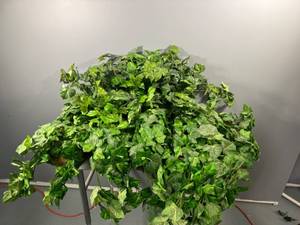 lot 46 image: Set of 6 Artificial Ivy Plant Arrangements in Wicker Baskets