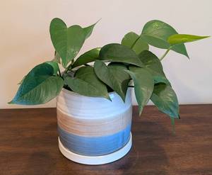 lot 97 image: Potted Pothos Plant