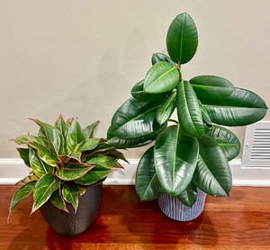 lot 121 image: Two Petite Plants, Rubber Plant and Red Aglaonema in Pretty Pots