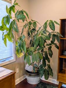 lot 8 image: Large Potted Umbrella Plant