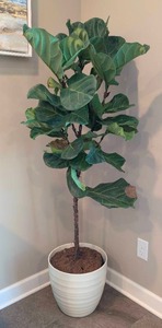 lot 15 image: Potted Fiddle Leaf Fig Plant