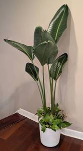 lot 19 image: Potted Bird of Paradise and Pothos Plants