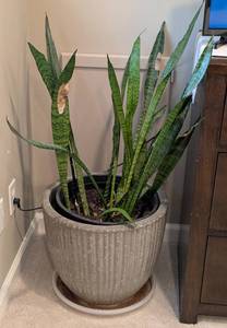lot 90 image: Large Ceramic Potted Snake Plant