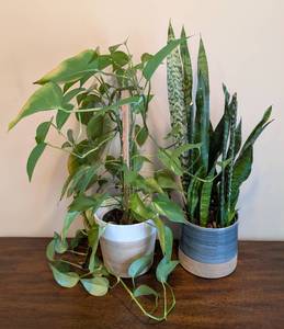 lot 26 image: Pair of Potted Houseplants
