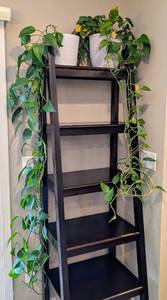 lot 31 image: Pair of Trailing Pothos Plants