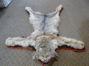 Taxidermy Bobcat Rug
