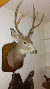 lot 500 image: Mounted Taxidermy Deer Head with Antlers