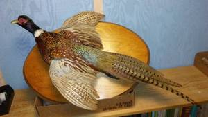 lot 501 image: &nbspMounted Taxidermy Pheasant Display