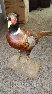 lot 570 image: Mounted Ringneck Pheasant Taxidermy Display on Wooden Base