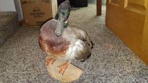 lot 571 image: Taxidermy Mallard Duck Mounted on Wooden Base