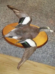 lot 572 image: Mounted Taxidermy Duck Display on Wooden Base