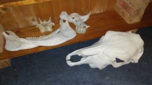 lot 606 image: Collection of Animal Skull and Bone Specimens for Display or Study