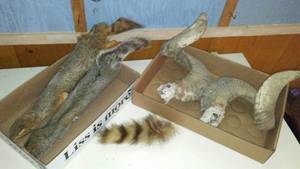 lot 633 image: Collection of Squirrel Skins and Ram Horns and More.