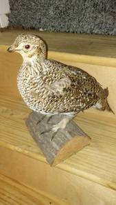 lot 634 image: Taxidermy Mounted Ruffed Grouse on Natural Wood Base