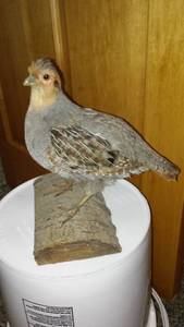 lot 642 image: Taxidermy Mounted Partridge on Natural Wood Base