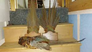 lot 643 image: Pheasant Display with Taxidermy Base