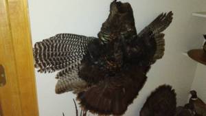 lot 644 image: Taxidermy Wild Turkey Mount