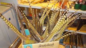 lot 659 image: Collection of Pheasant Tail Feather. (Approx. 25)