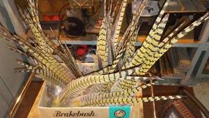 lot 660 image: Collection of Pheasant Tail Feather. (Approx. 25)