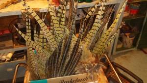 lot 661 image: Collection of Pheasant Tail Feather. (Approx. 25)