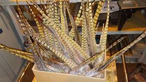 lot 662 image: Collection of Pheasant Tail Feather. (Approx. 25)