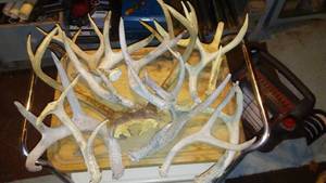 lot 664 image: Antlers - Shed Antler Set for Decoration or Crafting