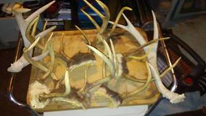 lot 665 image: Collection of Antlers for Crafts or Decor