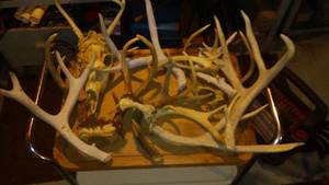 lot 667 image: Collection of Antlers for Crafts or Decor