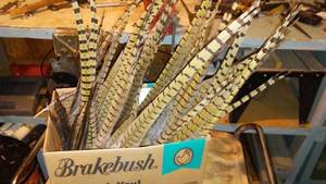 lot 712 image: Collection of Pheasant Tail Feather. (Approx. 25)