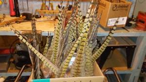 lot 713 image: Collection of Pheasant Tail Feather. (Approx. 25)