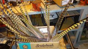 lot 714 image: Collection of Pheasant Tail Feather. (Approx. 25)