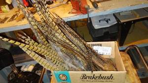 lot 715 image: Collection of Pheasant Tail Feather. (Approx. 25)