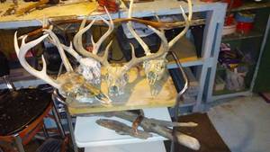 lot 716 image: Collection of  Deer Skull Antlers and Natural Branches
