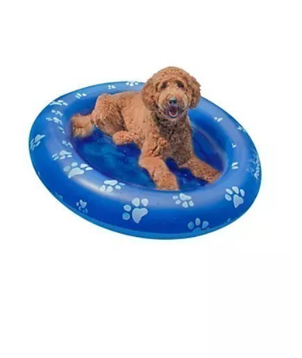 lot 186 image: NEW PoolCandy Inflatable Pet Float - Large Dog
