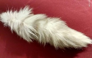 lot 107 image: Fox Tail