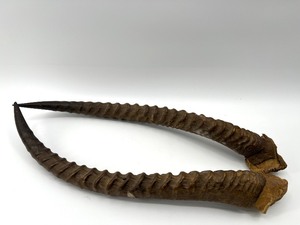 lot 20 image: Pair of Vintage Gazelle Horns