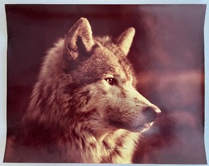 lot 26 image: ELIZABETH ANDREWS Portrait of the Wolf LE Print with COA 101500