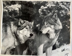 lot 27 image: SCOTT Ian BARRY Signed Wolf Print